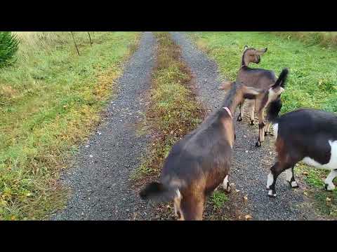 Видео: Осенние заметки