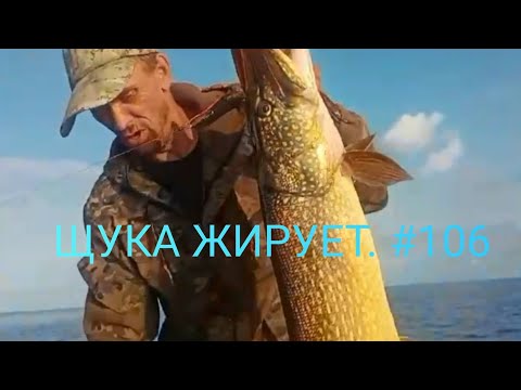 Видео: ЖОР ЩУКИ продолжается. Рыбалка на РЫБИНСКОМ ВОДОХРАНИЛИЩЕ . #106