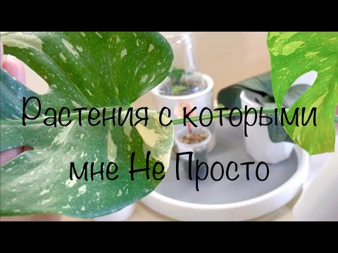 Видео: Растения с которыми мне Не Просто