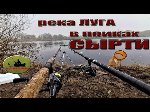Видео: река Луга рыбалка СЫРТЬ ВИМБА, Жабино - Кингисепп, весна