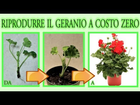Видео: размножить герань бесплатно