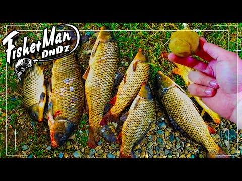 Видео: НАСАДКА НЕСБИВАЕМАЯ ЭЛАСТИЧНАЯ НА ТРОФЕЙНОГО САЗАНА, КАРПА, КАРАСЯ