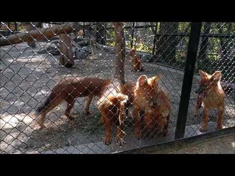 Видео: Гривистая волчица Эва и красные волчата 15.09.2025