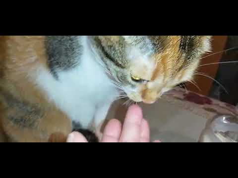 Видео: ТИШЕНЬКА СЕГОДНЯ ЗАДИРА!😺👀ЗАВТРАК В КАФЕ "ПОД ТОПОЛЕМ СОСТОЯЛСЯ!🌳🥩🐱НАША СТЕШЕНЬКА!💞💋