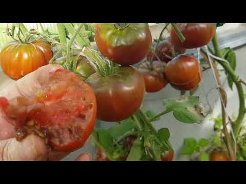 Видео: Томат Черный айсберг 2025