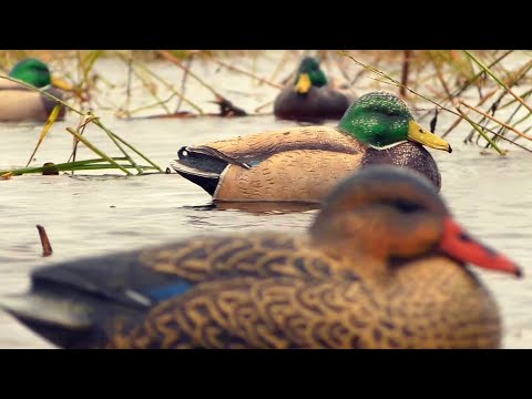 Видео: ШИКАРНАЯ ОХОТА НА УТКУ! С ЧУЧЕЛАМИ НА РИСОВОМ ОЗЕРЕ.