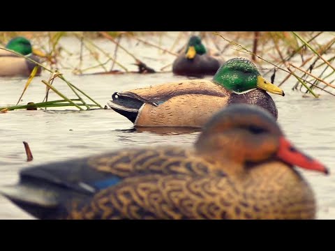 Видео: ШИКАРНАЯ ОХОТА НА УТКУ! С ЧУЧЕЛАМИ НА РИСОВОМ ОЗЕРЕ.