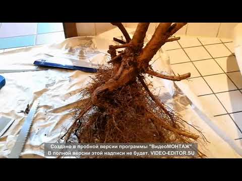 Видео: Чудо- коряга для аквариума!!! Обработка