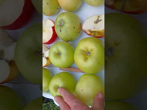 Видео: Яблука Флоренція і Смеральда.