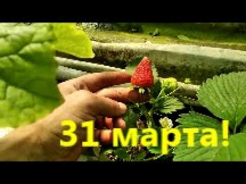 Видео: ОГУРЦЫ,ТОМАТЫ ,КЛУБНИКА ,В ТЕПЛИЦЕ! 31 МАРТА !2020 ГОД.