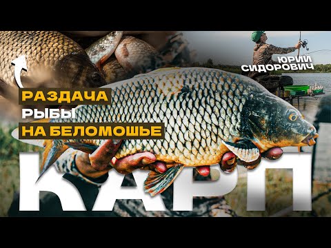 Видео: ЭТО ОЗЕРО ПОЛНО КАРПОВ! Рыбалка на фидер 2025! Ловля карпа