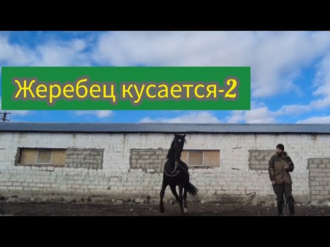 Видео: Нервный мощный жеребец кусается ч.2/ кабардинская порода лошадей/ M-H