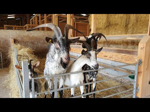 Видео: Одна садка // Не стоит во время дойки // Полтора года не покрывалась