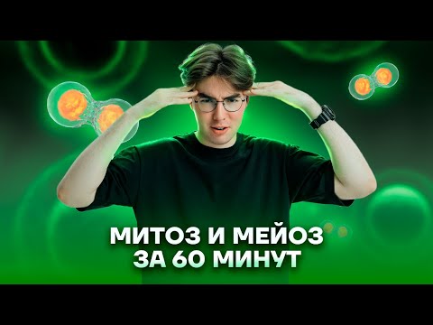 Видео: Митоз и мейоз за 1 час | ОГЭ биология| Умскул