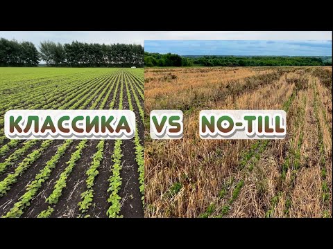 Видео: Соя в траве! Всходы… Классика vs No-Till. Часть 2