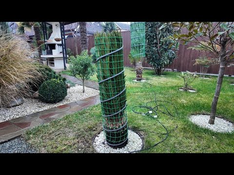 Видео: Мои способы укрытия Пальм и Цикаса на зиму в открытом грунте