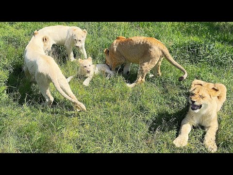 Видео: ВОЛНУЕМСЯ! Львята ВЫШЛИ КО ЛЬВАМ! Львица Симба ПОНЯЛА, что она КОРОЛЕВА! До слёз радостно ❤️