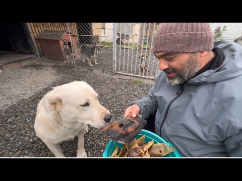 Видео: Собаки налетели на меня из-за вкусняшек 