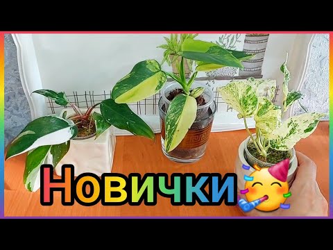 Видео: Крутецкие вариегатные новинки🥳 #растения с #Авито 🌿 #цветы #филодендрон #эпипремнум 🌿Амидриум🌿