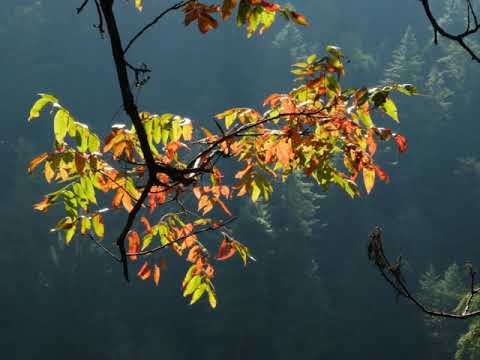 Видео: Практика самоисследования. Вичара. Йога Васиштха