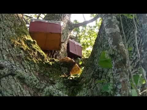 Видео: Ловушки  работают.