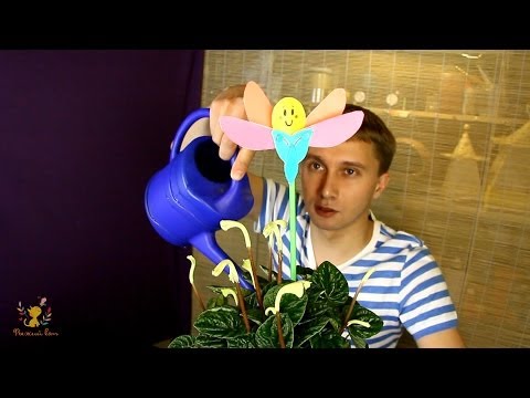 Видео: мастер-класс # 9 - Самополивающийся цветочный горшок