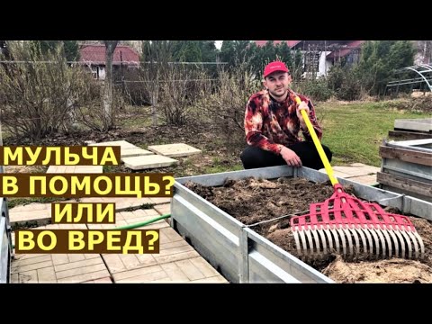 Видео: Весной мешает старая мульча? Что делать с мульчей перед посадкой?