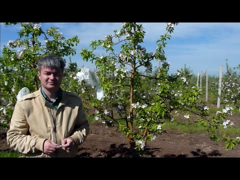 Видео: Гибридизация яблони