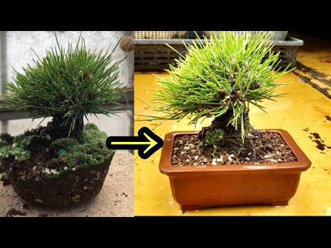Видео: Что произойдет, если вы слишком сильно обрежете корни и пересадите бонсай из черной сосны после