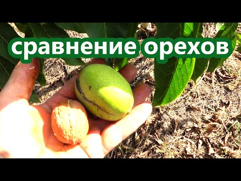 Видео: Обзор плодоношения грецких орехов / Перспективный сорт НИКОЛАЕВСКИЙ КРУПНОПЛОДНЫЙ