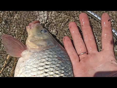 Видео: волчьи ворота 🥅 второй выезд.