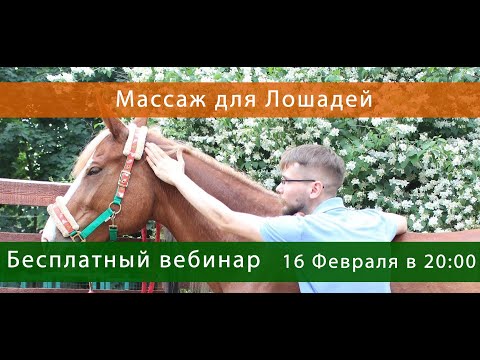 Видео: Массаж для Лошадей - Денис Хомич