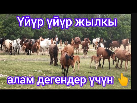Видео: Жылкы чарбалардан тандап алып келдим дейт 👆
