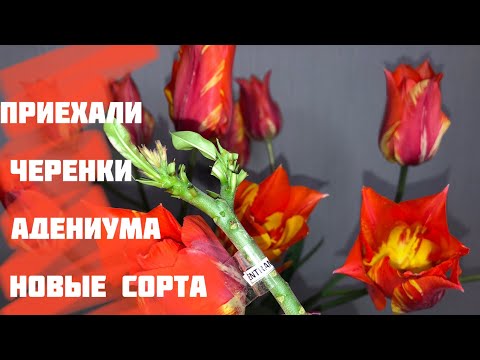 Видео: Адениум. Распаковка посылки с черенками