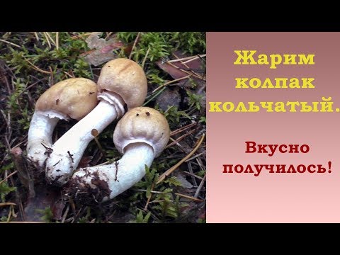 Видео: Жарим колпак кольчатый. Вкусно получилось!