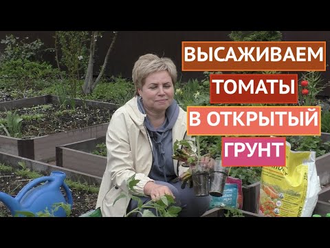 Видео: САЖАЕМ ТОМАТЫ В ОТКРЫТЫЙ ГРУНТ! СЕЗОН 2021!