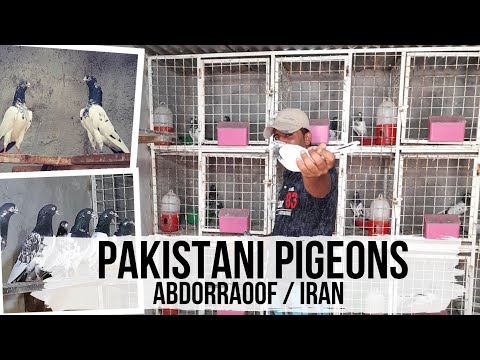 Видео: Пакистанские голуби. Pakistani high flyer pigeons by Abdorraoof. Kabootar / Iran.