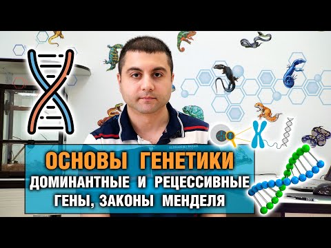 Видео: Основы генетики — Доминантные и рецессивные гены и другие законы генетики