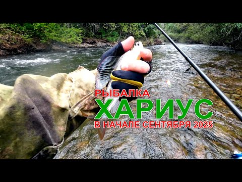 Видео: Рыбалка на хариуса в начале сентября 2025. На горной реке Приморского края. #горнаярыбалка #хариус
