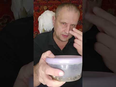 Видео: ЧЕМ КОРМИТЬ БОЛЬШОГО ПОПУГАЯ, КАКИЕ ДАВАТЬ ВИТАМИНЫ