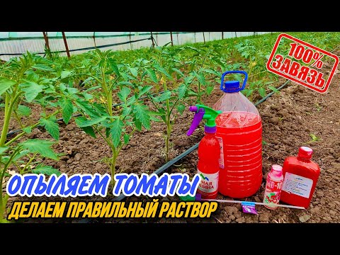 Видео: 100% Опыление Томата,Раствор Для опыления