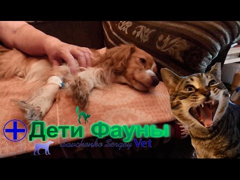 Видео: Лечение энтерита у собак. Советы ветеринара