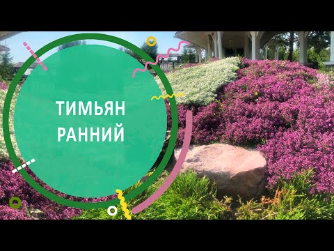 Видео: Тимьян ранний | как правильно сажать, и другие секреты