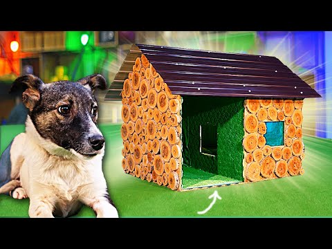 Видео: Как ИЗМЕНИЛАСЬ СОБАЧКА СПАСЁННАЯ от ГОЛОДА