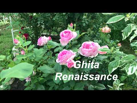 Видео: Обзор роз селекции Поульсена. Продолжение.