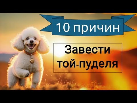 Видео: Причины завести той-пуделя / плюсы породы пудель / about the poodle breed