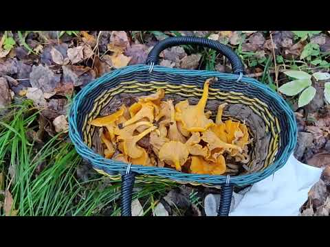 Видео: Сбор лисичек в конце сентября