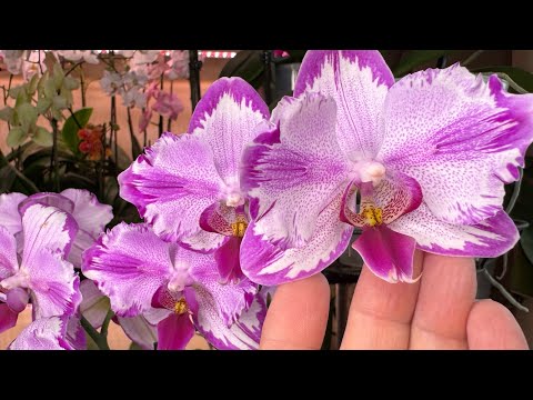 Видео: Удобрения для Орхидей ! Когда, как и какие ?!