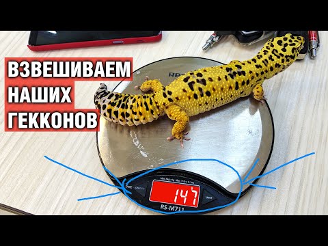 Видео: Эублефар — Взвешиваем наших гекконов