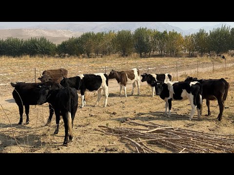 Видео: 10сар гуночинхои дехкони омад